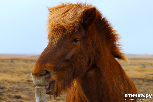 фото 4: Исландские лошади: маленькие, мохнатые, таинственные
