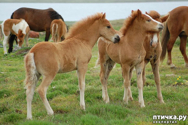 фото 6: Исландские лошади: маленькие, мохнатые, таинственные