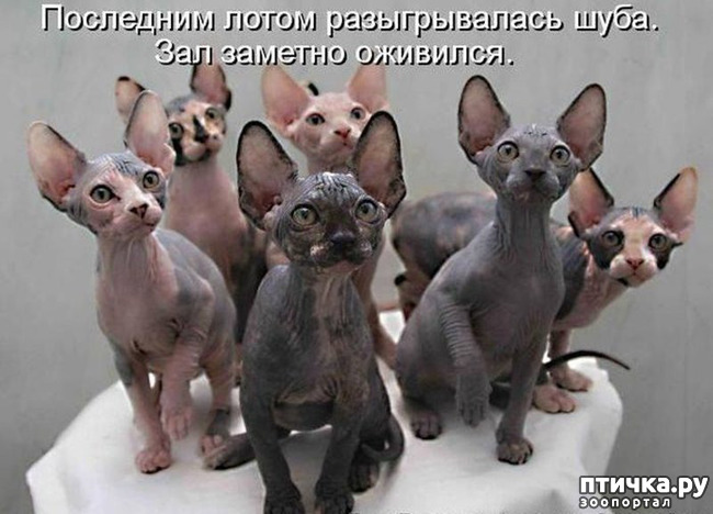 ���� 18: �����������!