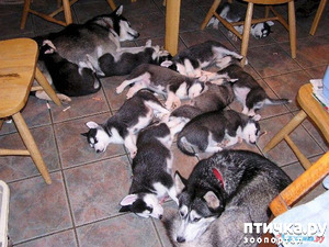 ����: ��������� ����, ������!!!