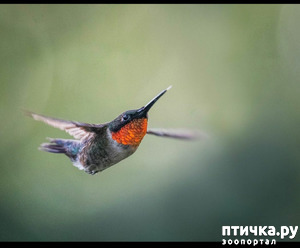 ����: ����, ���, ����!