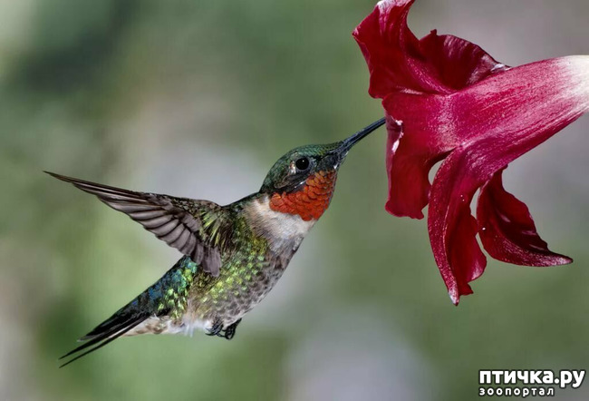 ���� 2: ����, ���, ����!