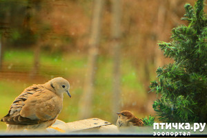 ����: ����� ��������