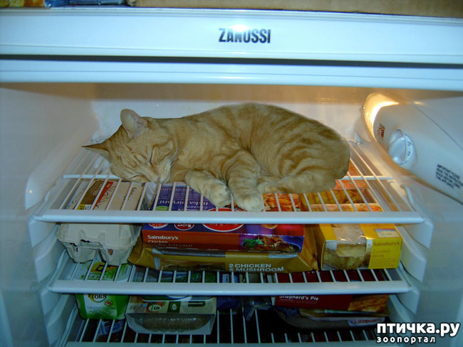 ���� 4: � ��� ���� ����� ��������� � ������������?