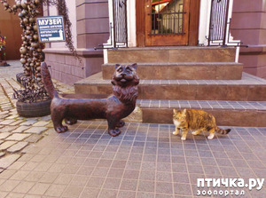 фотография: Зеленоградск - российский город кошек. фото: Зеленоградск - российский город кошек.