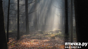 фотография: Проба пера 2 фото: Проба пера 2