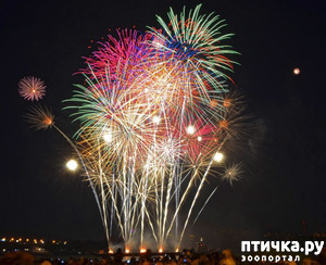 фотография: Начинается время фейерверков! фото: Начинается время фейерверков!