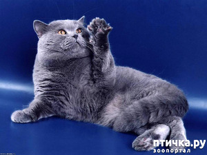 фотография: Пикап 180-го уровня, или ловеласам на заметку))) фото: Пикап 180-го уровня, или ловеласам на заметку)))