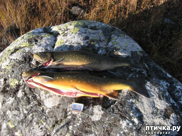 ���� 6: ������ ��� ��������� �� ���� �����! ����� 2.