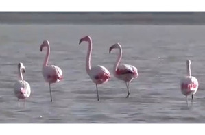 фотография: Фламинго прилетели перезимовать на северо-запад Крыма фото: Фламинго прилетели перезимовать на северо-запад Крыма