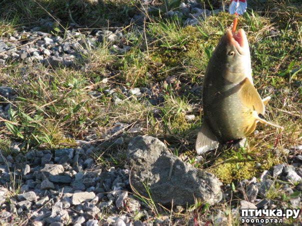 ���� 5: ������ ��� ��������� �� ���� �����! ����� 2.