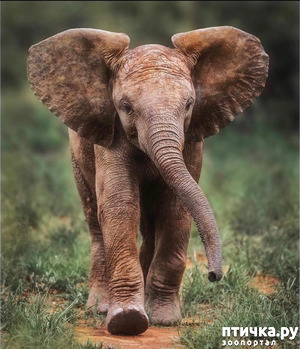 фотография: Kruger National Park фото: Kruger National Park