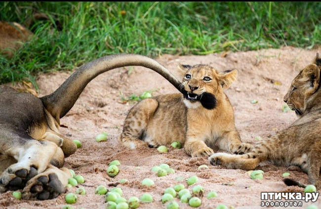 ���� 3: Kruger National Park