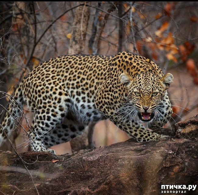 ���� 2: Kruger National Park