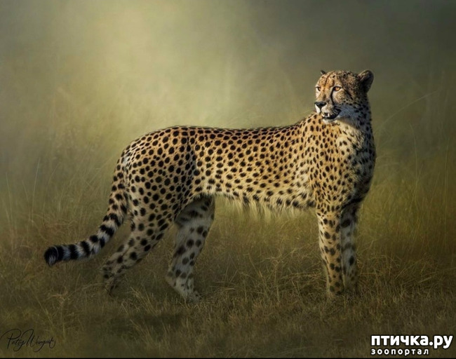 ���� 8: Kruger National Park