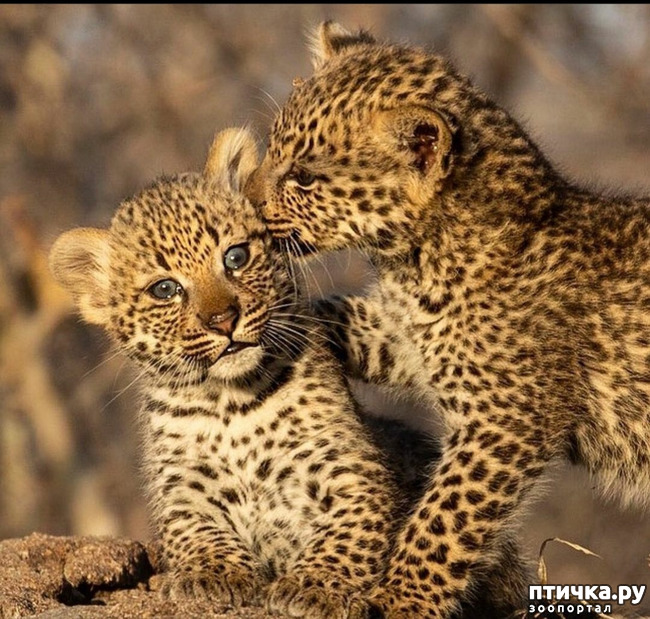 ���� 5: Kruger National Park