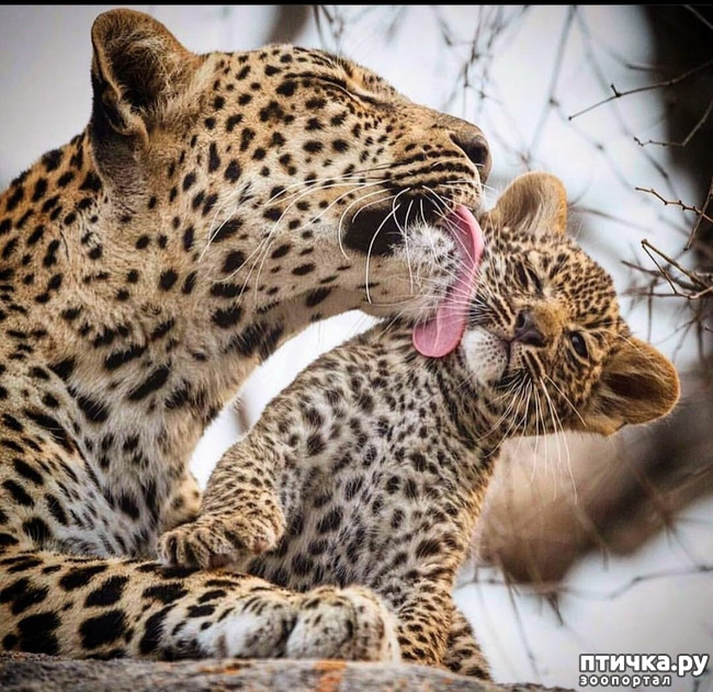 ���� 6: Kruger National Park