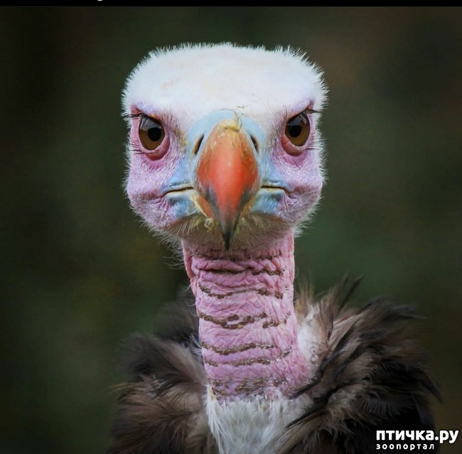 ���� 11: Kruger National Park