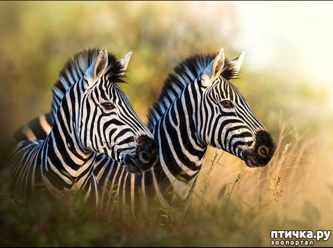 ���� 12: Kruger National Park