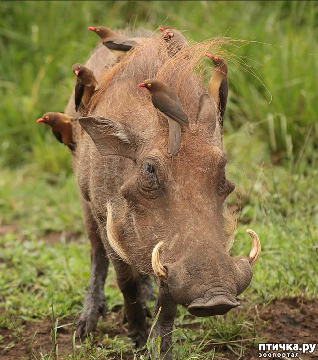 ���� 4: Kruger National Park