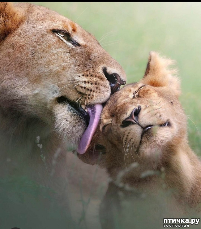 ���� 13: Kruger National Park