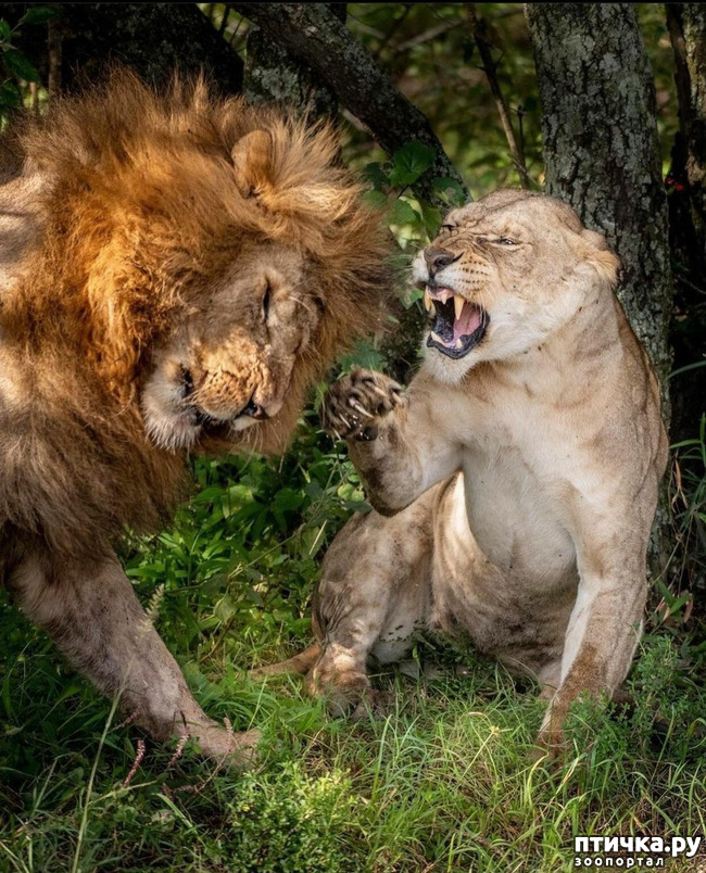 ���� 15: Kruger National Park