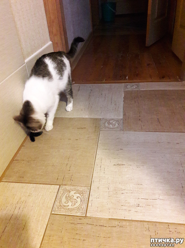 ���� 6: ����������� ����