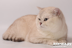 фотография: КОТОСВЕКРОВЬ фото: КОТОСВЕКРОВЬ