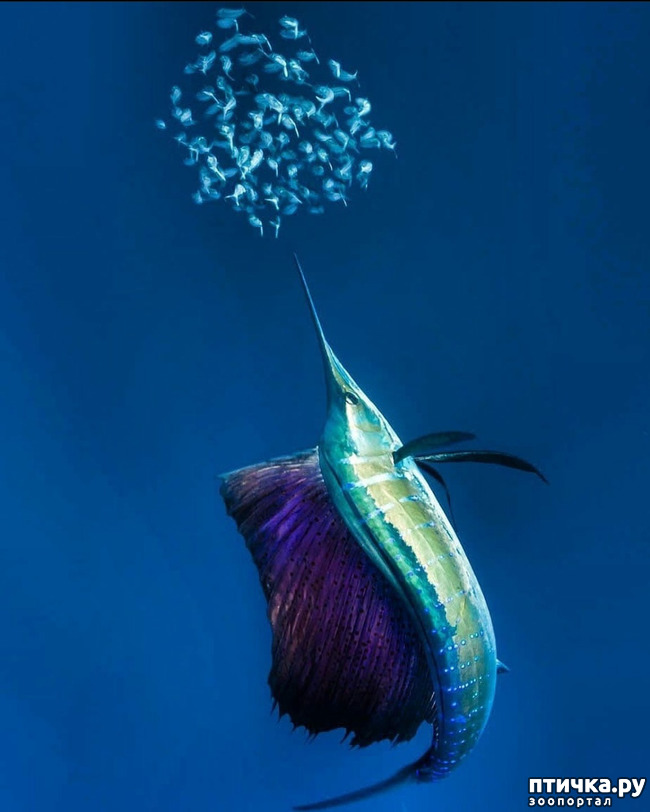 ���� 15: �����