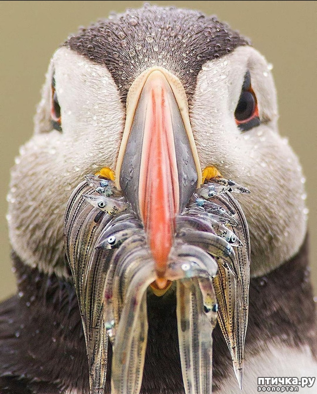 ���� 16: �����