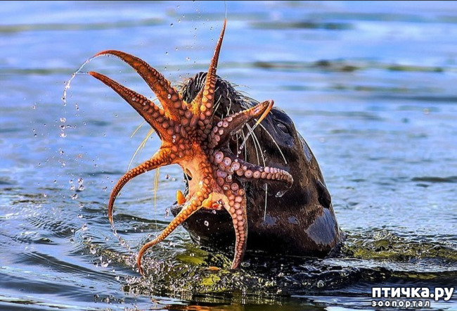 ���� 17: �����