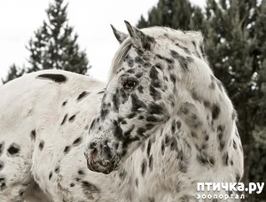 фото: Аппалуза: лошадь, похожая на далматинца
