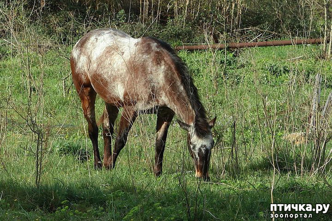 фото 2: Аппалуза: лошадь, похожая на далматинца