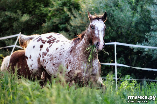 фото 4: Аппалуза: лошадь, похожая на далматинца
