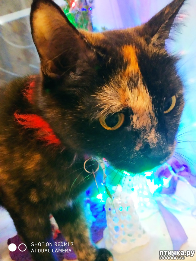 ���� 4: ��� ����������� ��� �����