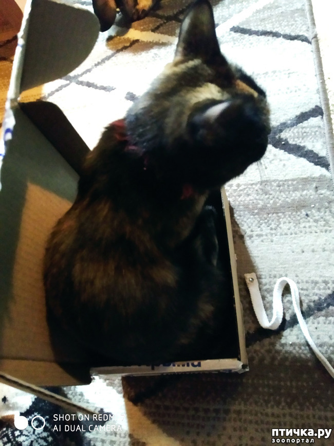 ���� 5: ��� ����������� ��� �����