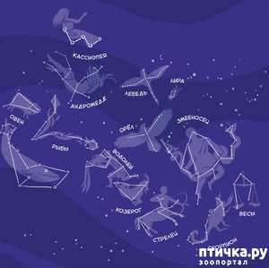 ����: ��������