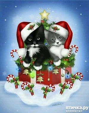 фотография: HAPPY NEW YEAR!!! фото: HAPPY NEW YEAR!!!