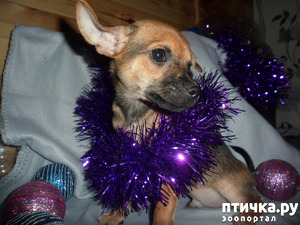 фотография: Кратенько об Альфреде фото: Кратенько об Альфреде