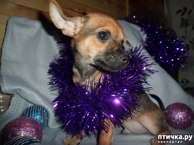 ���� 1: ��������� �� ��������