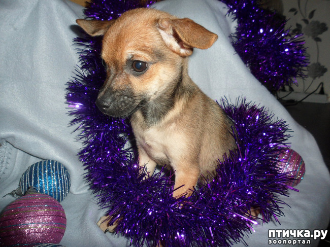 ���� 3: ��������� �� ��������