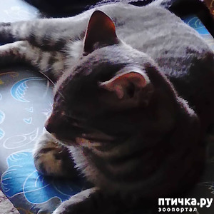 фотография: Жизнь Барсика фото: Жизнь Барсика