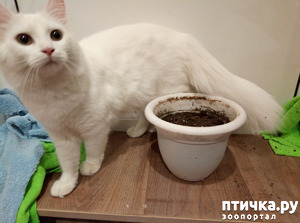 фотография: Минус один цветок плюс грязные тряпочки фото: Минус один цветок плюс грязные тряпочки