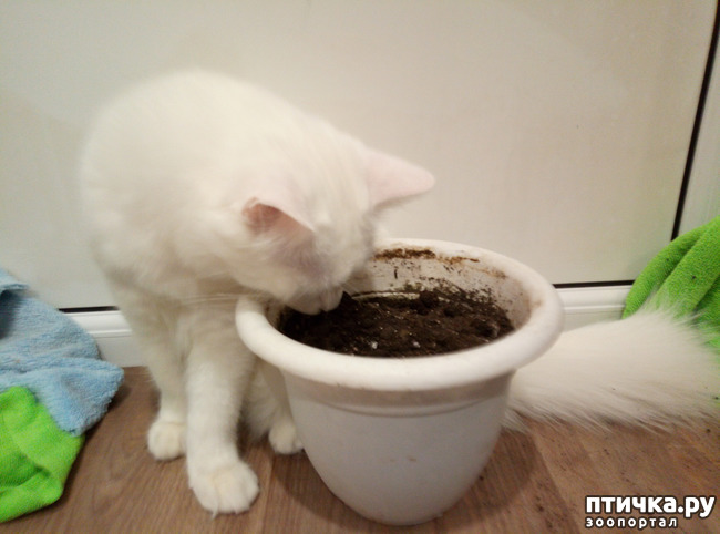 ���� 4: ����� ���� ������ ���� ������� ��������