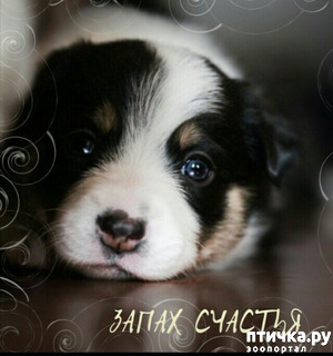 фотография: ЗАПАХ СЧАСТЬЯ фото: ЗАПАХ СЧАСТЬЯ