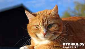 фотография: История о боевом коте Рыжике фото: История о боевом коте Рыжике