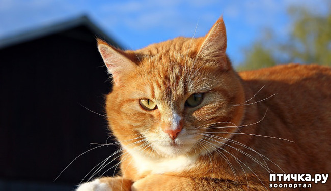 ���� 1: ������� � ������ ���� ������