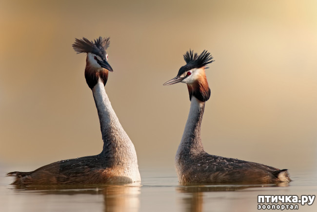 ���� 6: �������� � �������