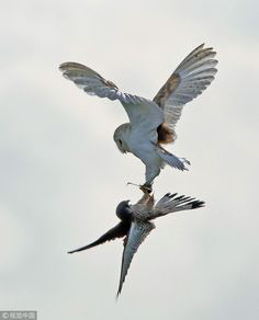 ���� 32: ��������� � ������. ������� 