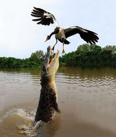 ���� 40: ��������� � ������. ������� 